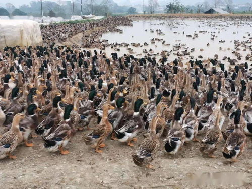 微生物技術(shù)驅(qū)動鴨魚共養(yǎng) 創(chuàng)新模式提升經(jīng)濟效益