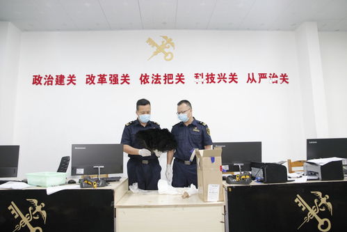 鶴山海關(guān)查獲瀕危玳瑁制品 生物技術(shù)開發(fā)在野生動物保護中的關(guān)鍵作用